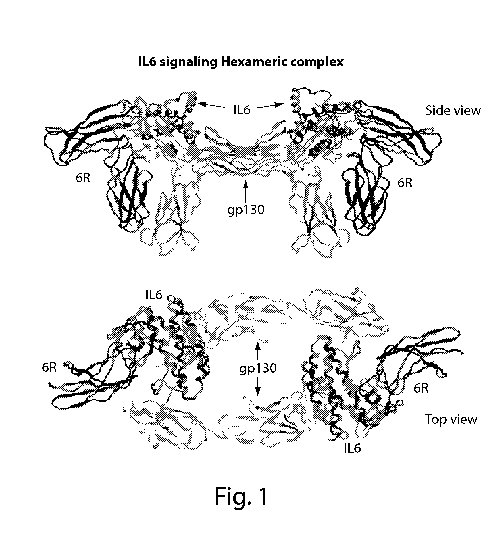 Ligands Modified by Circular Permutation as Agonists and Antagonists