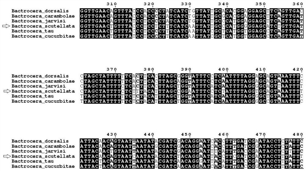 Method for detecting bactrocera scutelata hendel based on visual LAMP (loop-mediated isothermal amplification) technology and application