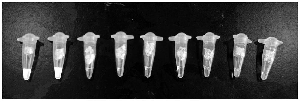 Method for detecting bactrocera scutelata hendel based on visual LAMP (loop-mediated isothermal amplification) technology and application