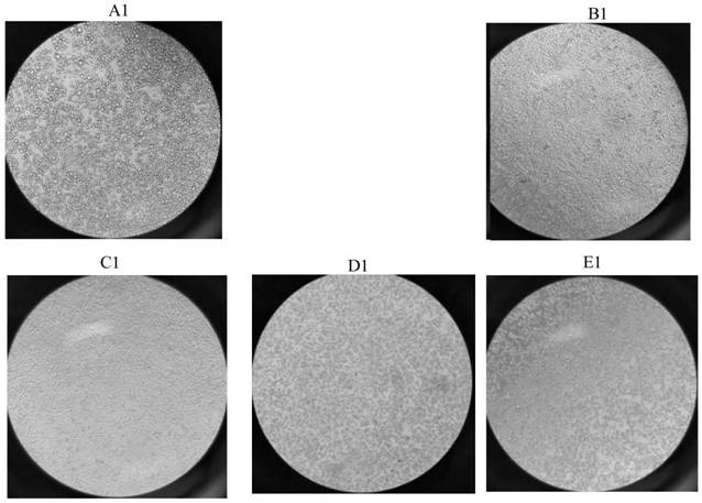 Potassium hydrogen persulfate compound disinfectant and application thereof