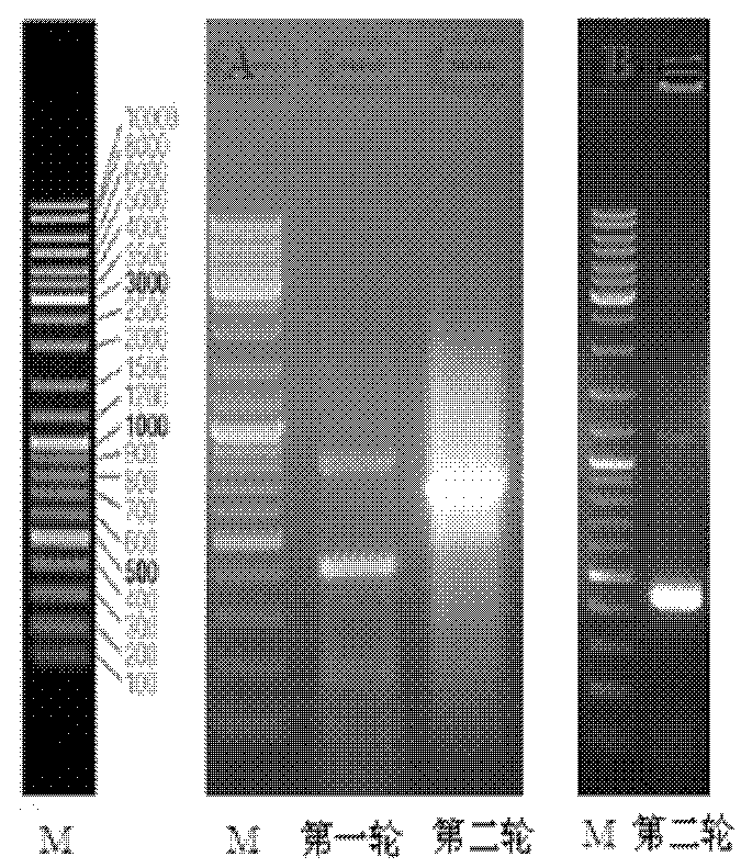 Ultraspiracle protein of green plant bug, coding sequence, carrier and strain thereof