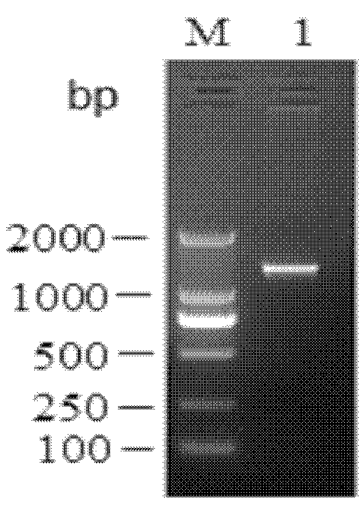 Ultraspiracle protein of green plant bug, coding sequence, carrier and strain thereof