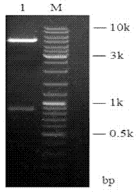 Ultraspiracle protein of green plant bug, coding sequence, carrier and strain thereof