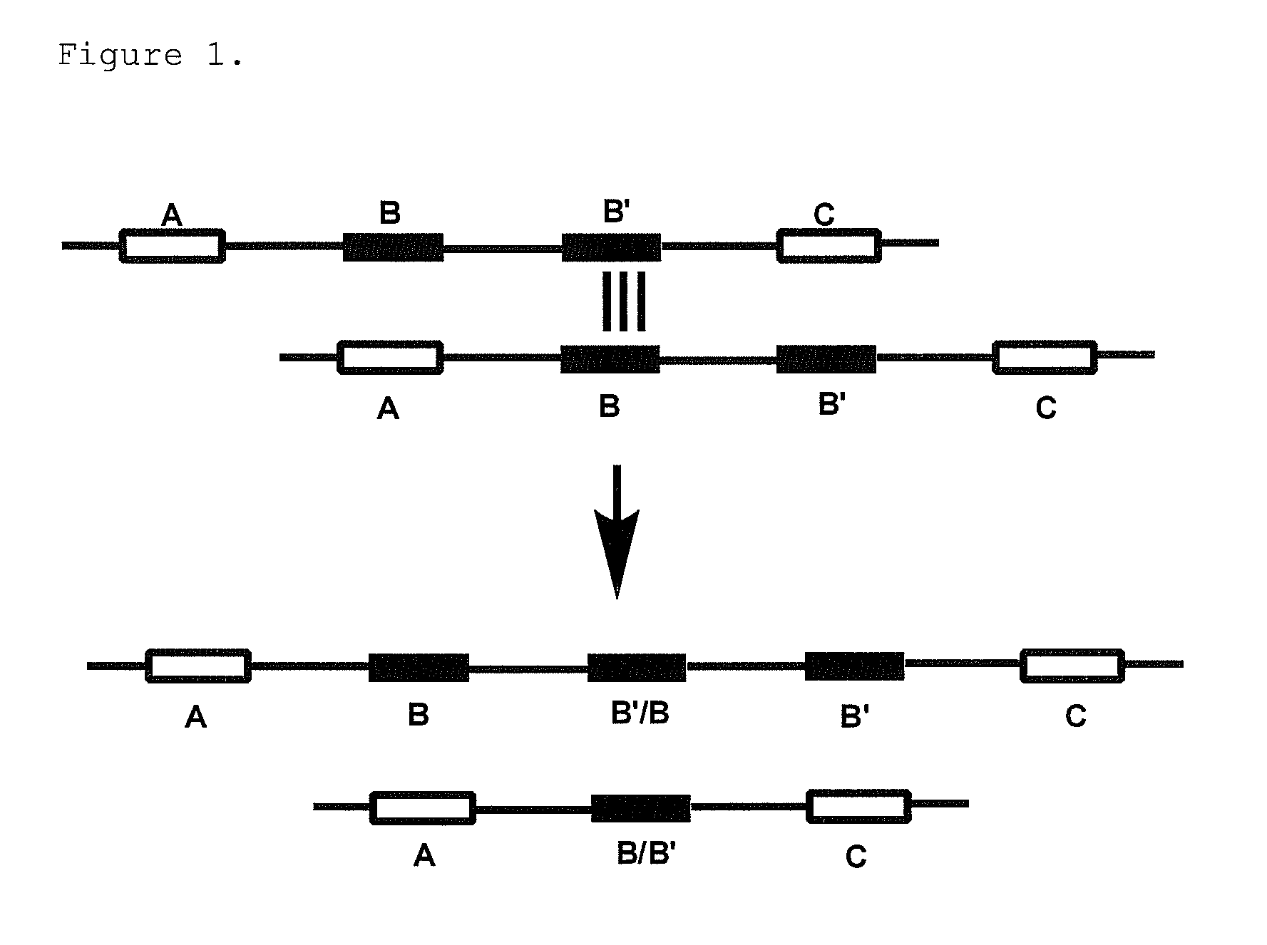 Gene dosage analysis