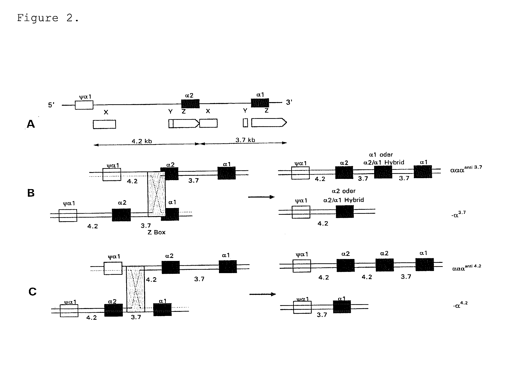 Gene dosage analysis