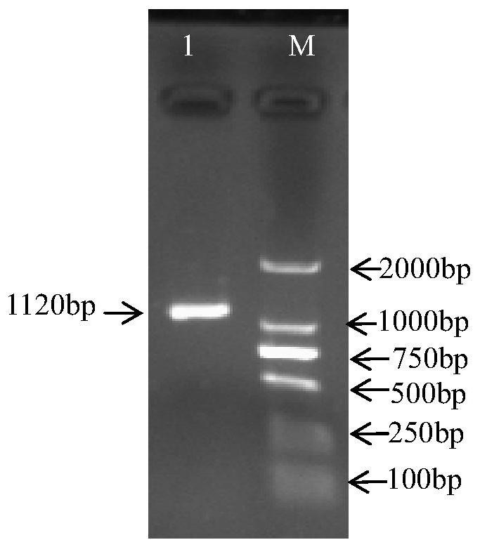 Construction and application of a bovine klf3 gene eukaryotic overexpression vector