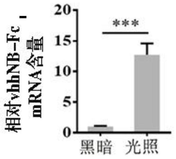 Light-regulated virus propagation system and construction method and application thereof