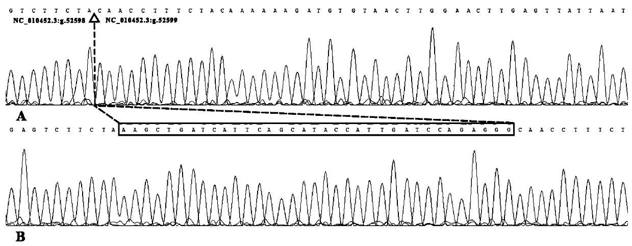 A detection method and application of boar kdm5b gene insertion/deletion polymorphism