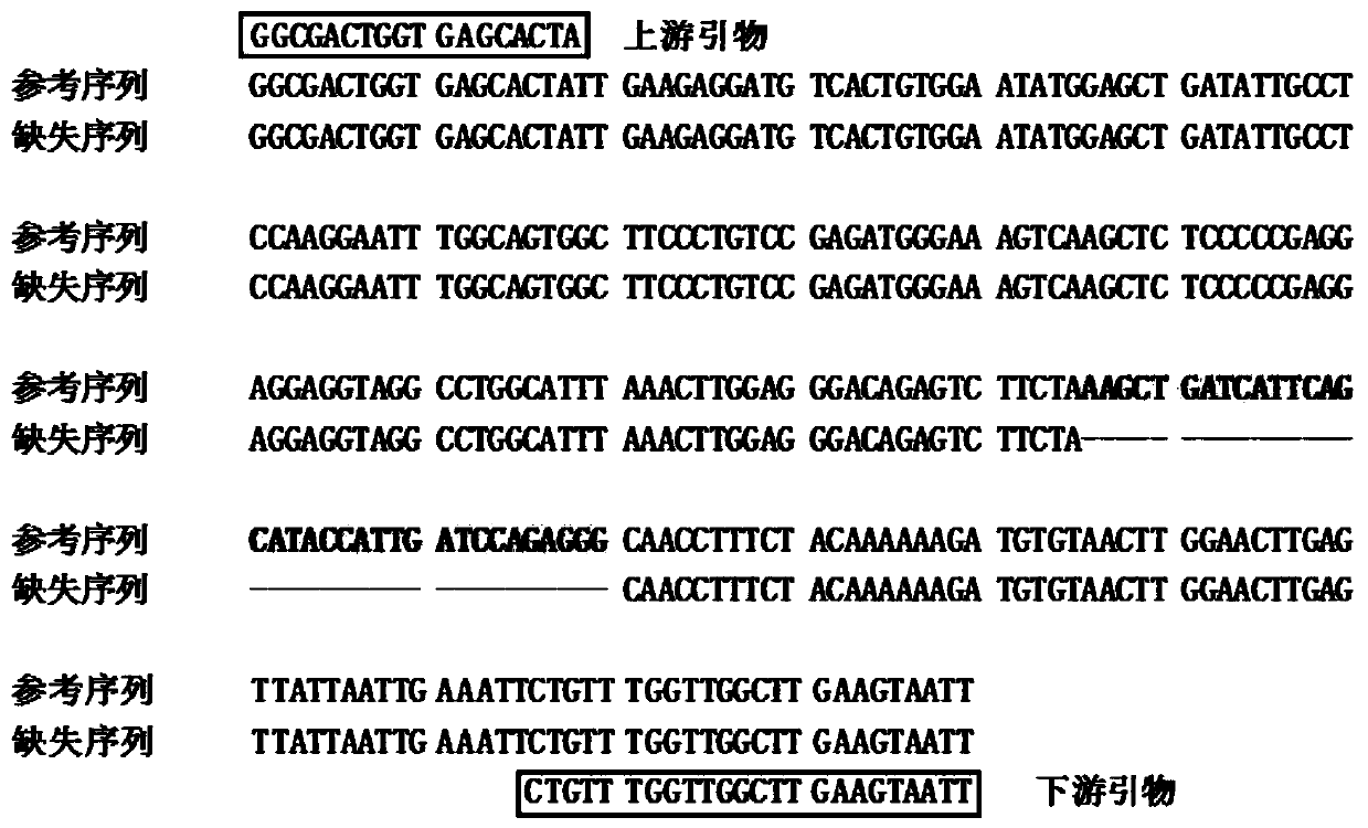 A detection method and application of boar kdm5b gene insertion/deletion polymorphism