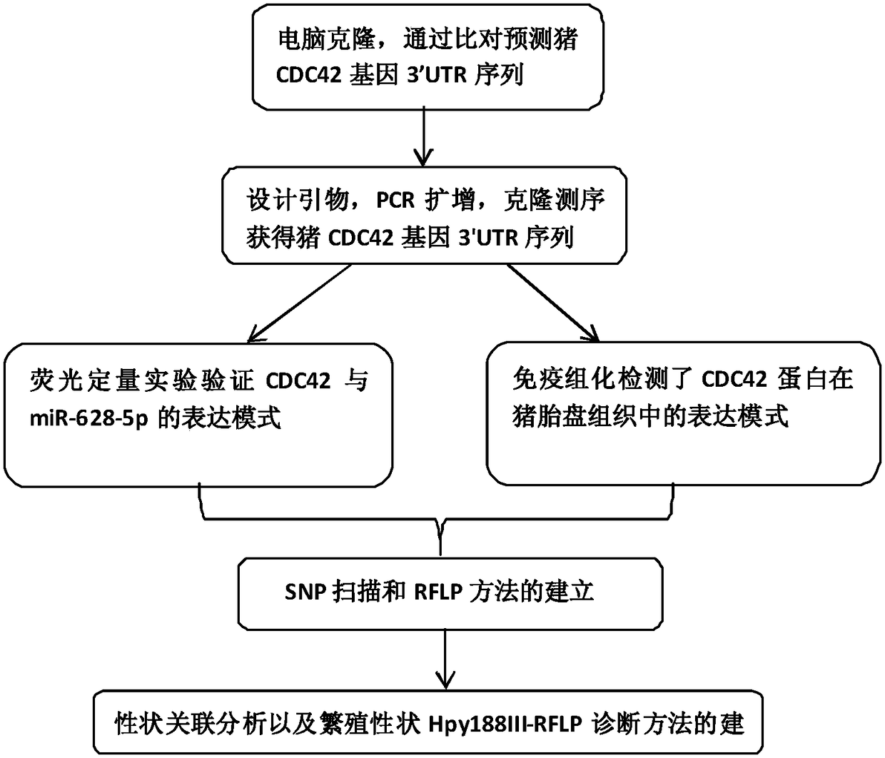 Cloning and application of CDC42 gene molecular marker related to porcine reproductive traits