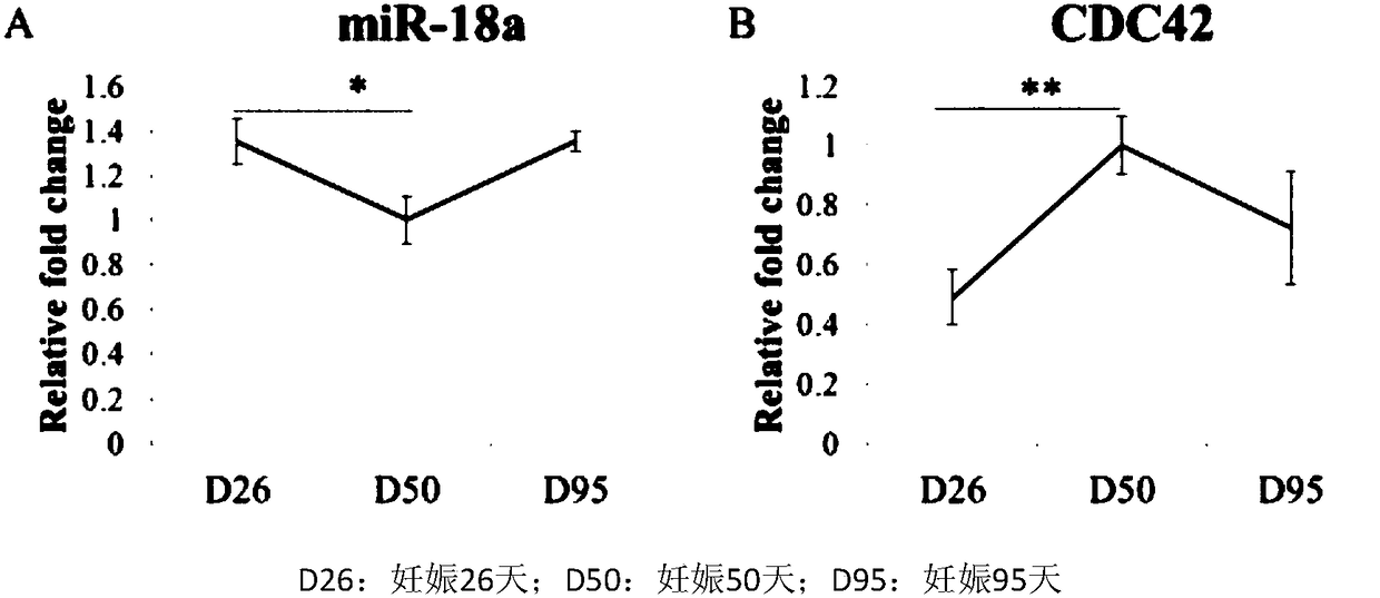 Cloning and application of CDC42 gene molecular marker related to porcine reproductive traits