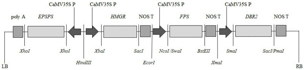 Transgenic sweet wormwood plant and cultivation method thereof