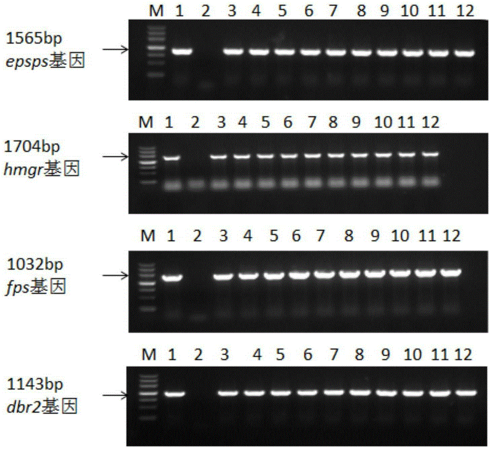 Transgenic sweet wormwood plant and cultivation method thereof