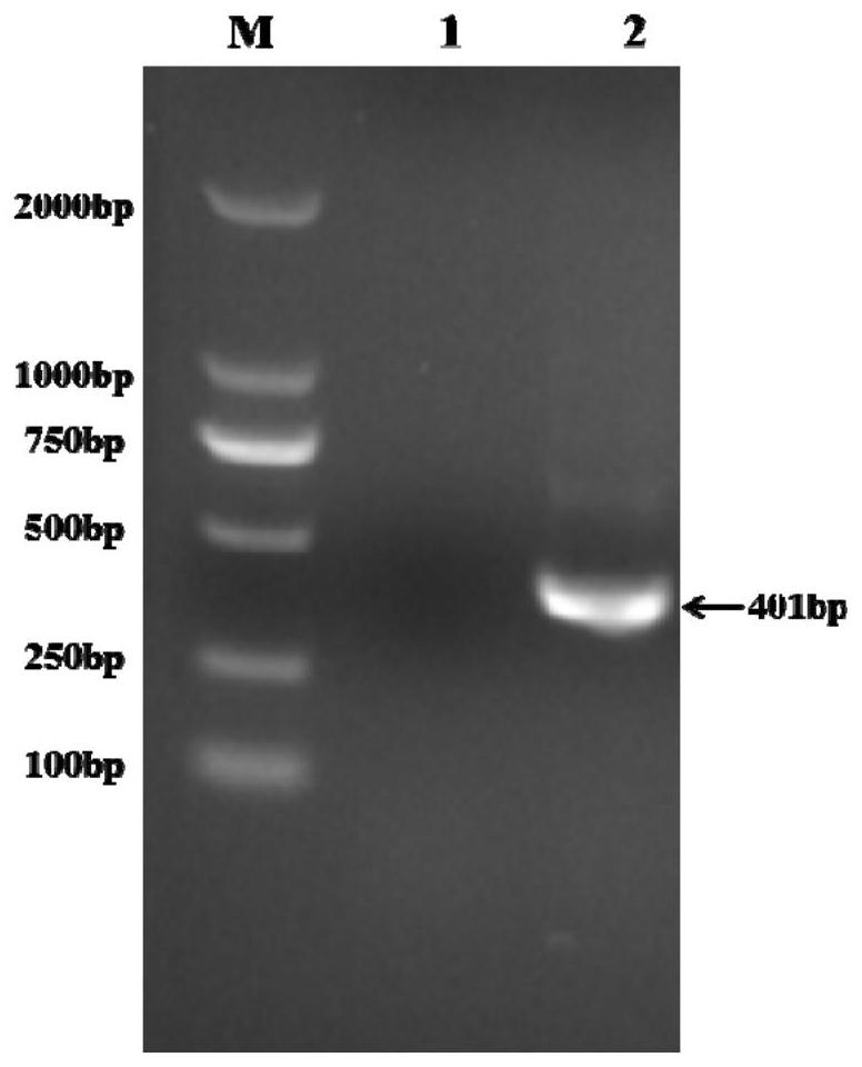 RT-PCR detection primers and detection method of subgroup k avian leukosis virus