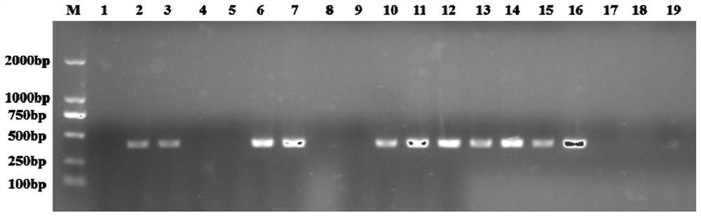 RT-PCR detection primers and detection method of subgroup k avian leukosis virus