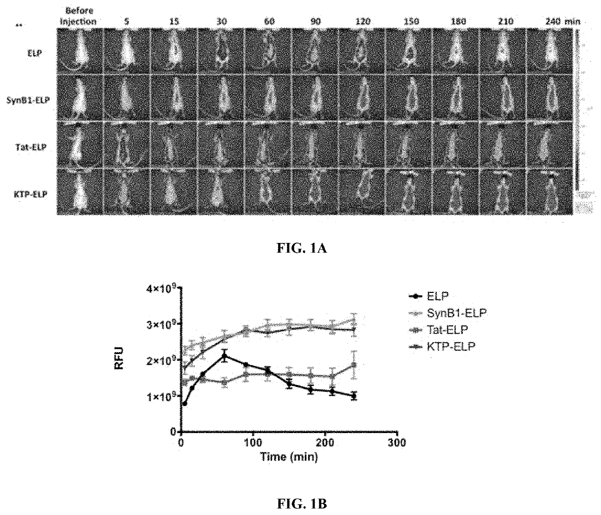 Molecular-Size of Elastin-Like Polypeptide Delivery System for Therapeutics Modulates Intrarenal Deposition and Bioavailability