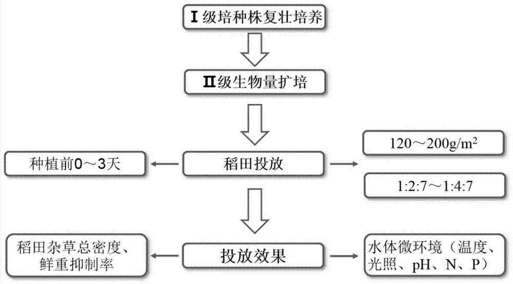 Rice Field Grass Control Method