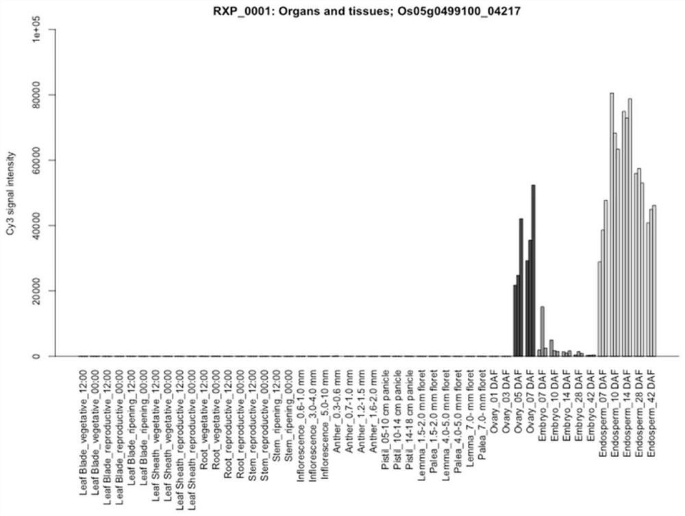 Seed-specific interference vector containing pOsGlb-1 promoter and application thereof