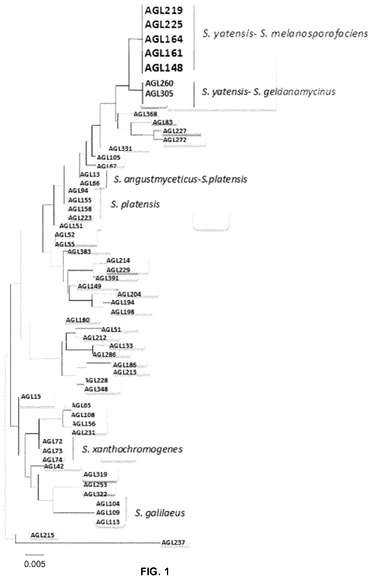 Use of compositions containing <i>Streptomyces melanosporofaciens </i>AGL225 in controlling plant diseases