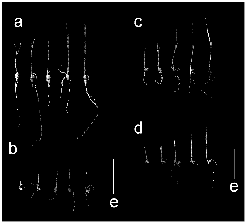 Rice nitrate reductase gene nr2 and its encoded protein and application