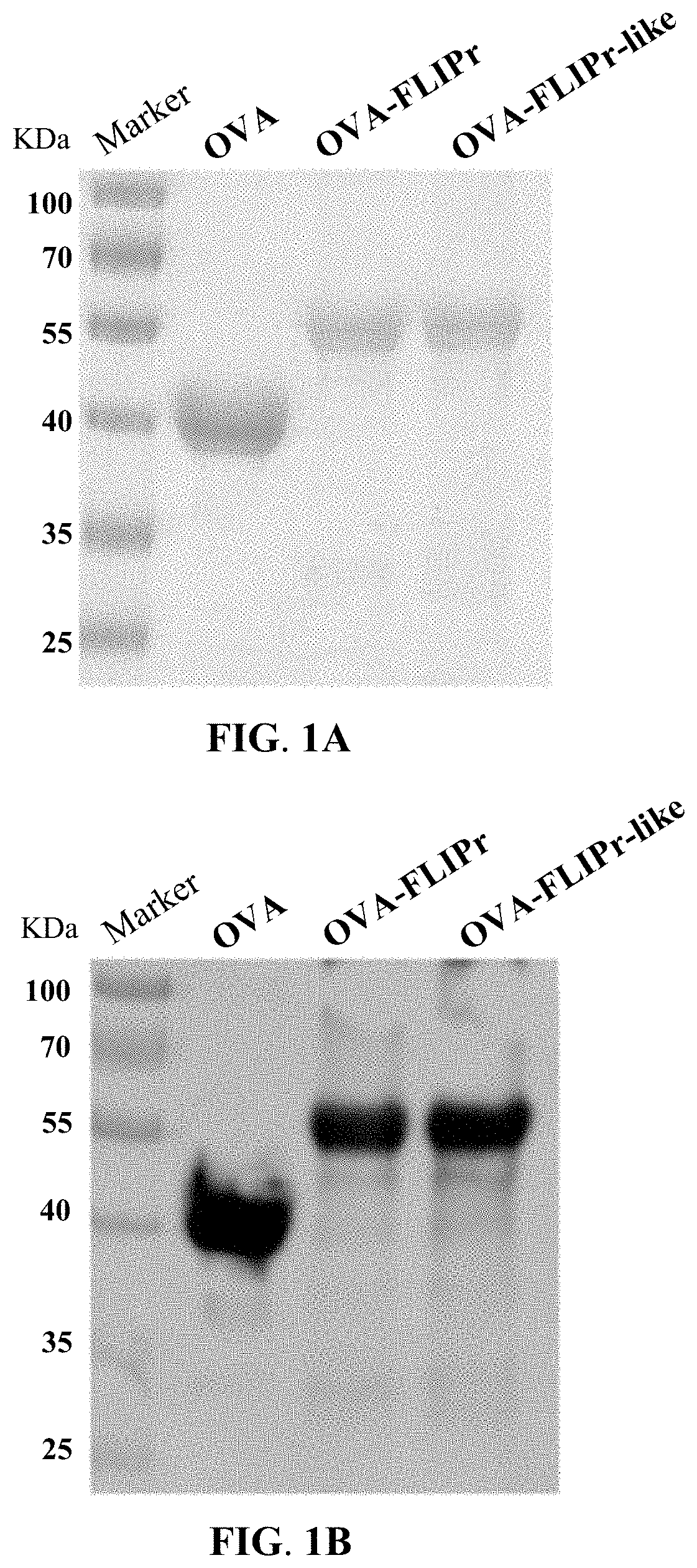 Compositions and methods for enhancement of immune responses