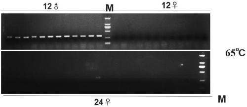 Molecular marker for early sex identification of actinidia arguta seedlings and applications thereof