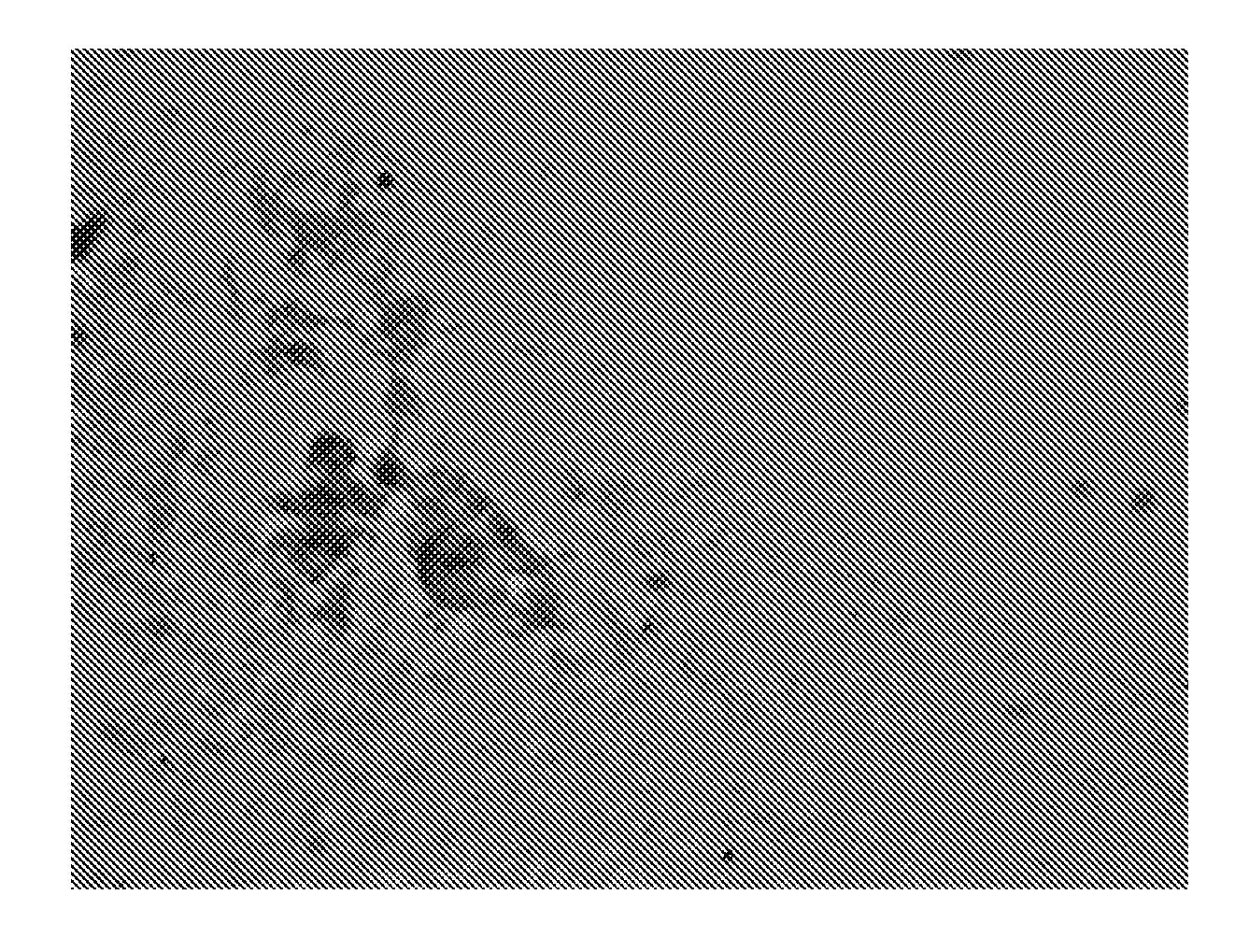 Amphiphilic peptide matrices for treatment of osteoporosis