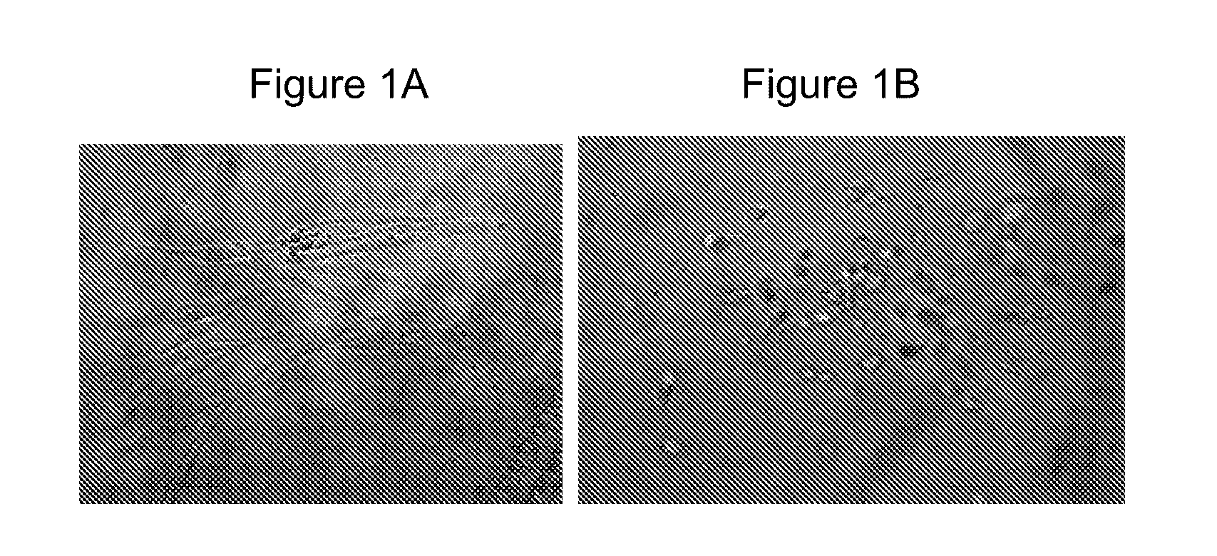 Amphiphilic peptide matrices for treatment of osteoporosis