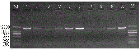 A kind of degenerate primer and the method for using the degenerate primer to detect potyvirus