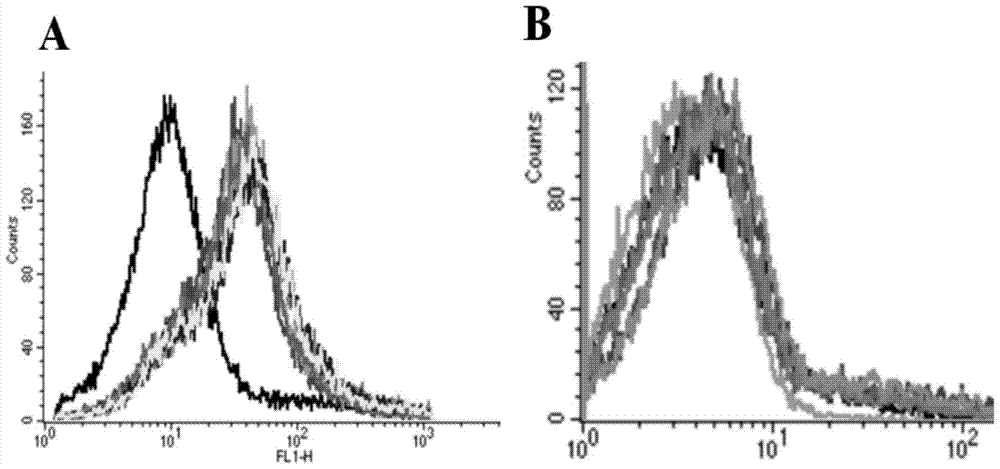 A dna nucleic acid aptamer for detecting grouper iridescent virus infection and its screening method and application