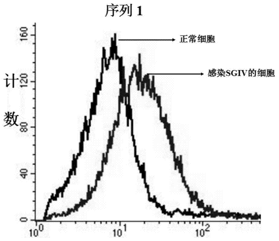 A dna nucleic acid aptamer for detecting grouper iridescent virus infection and its screening method and application