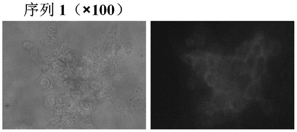 A dna nucleic acid aptamer for detecting grouper iridescent virus infection and its screening method and application