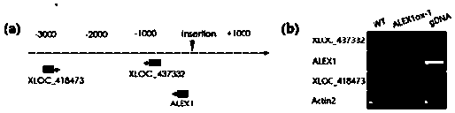 Long-chain non-coding RNA gene ALEX1 and application thereof to improvement of bacterial blight resistance of rice