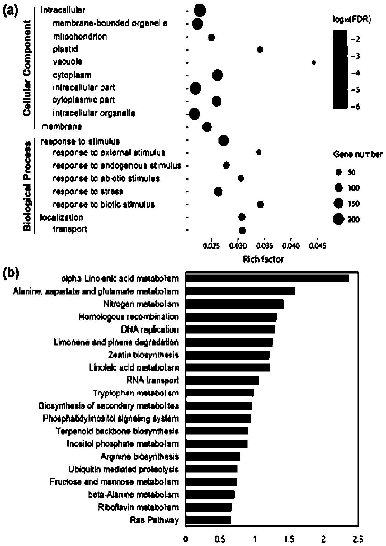 Long-chain non-coding RNA gene ALEX1 and application thereof to improvement of bacterial blight resistance of rice