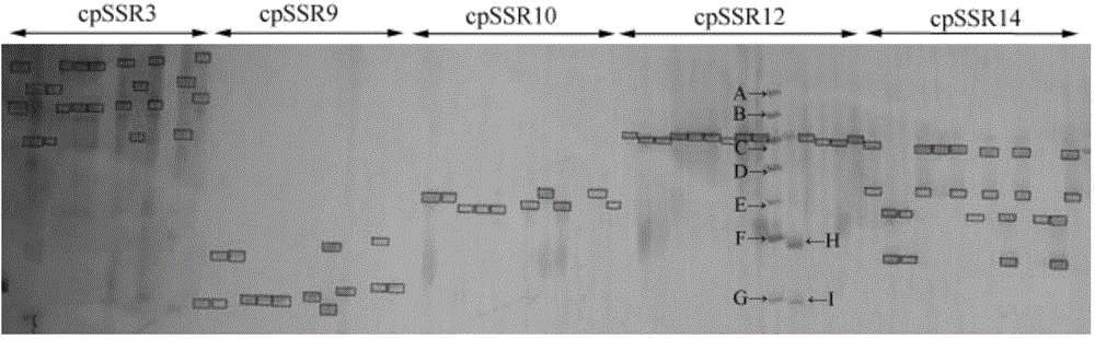 Cowpea chloroplast SSR molecule labeled polymorphic primers and screening method thereof, and method for identifying genetic relationship of cowpeas