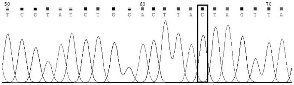 Molecular marker related to white hair phenotypes of buffaloes and application