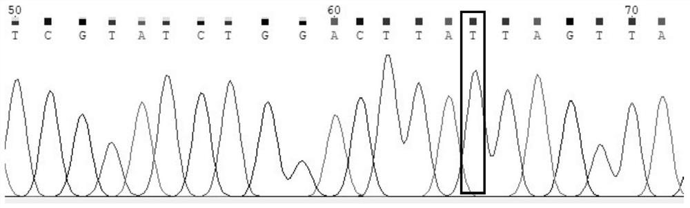 Molecular marker related to white hair phenotypes of buffaloes and application