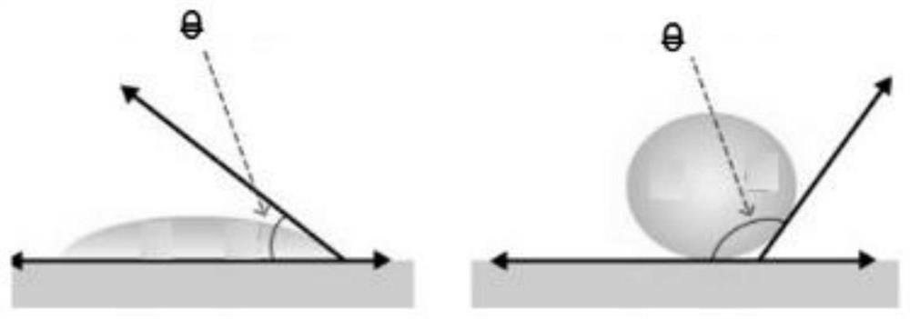 Preparation method of dry specimen of coleopteran insects