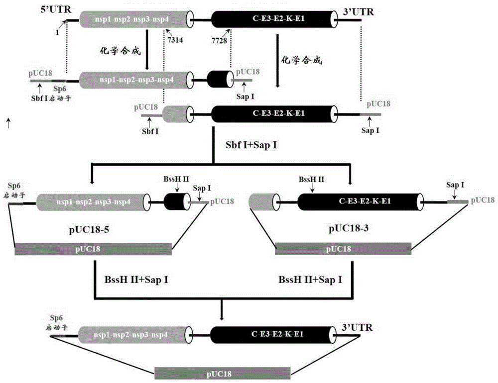 DNA molecule containing Chikungunya virus whole genome cDNA, and uses thereof