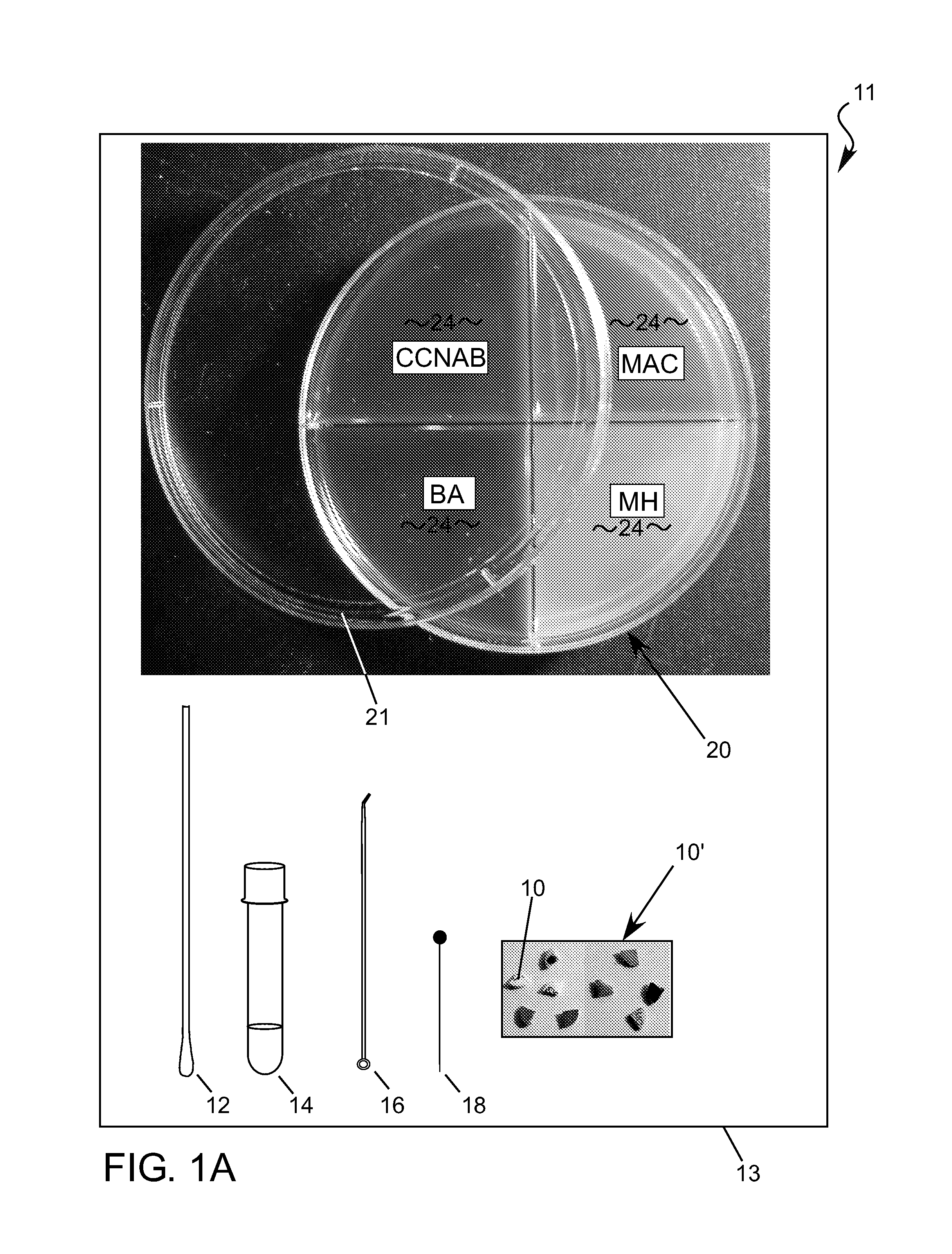 Direct Antimicrobial Susceptibility Assay