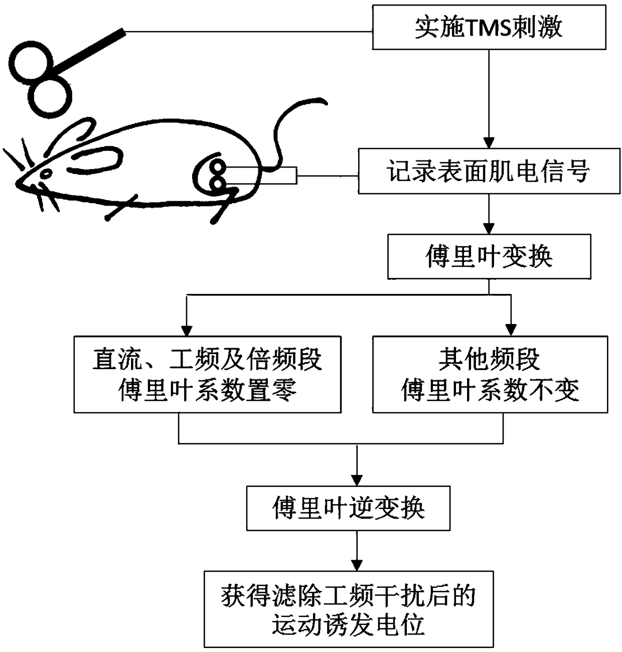 Power frequency filtering-away method for reducing influences of TMS electromagnetic pulses on rat motor evoked potential