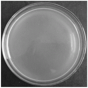 Preparation method of ustilaginoidea virens (Cooke) Takahashi inhibitor prepared from potato-xylose