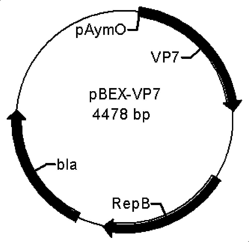 Recombined bifidobacteria -hRV/VP7 expression vector and oral administration vaccine thereof