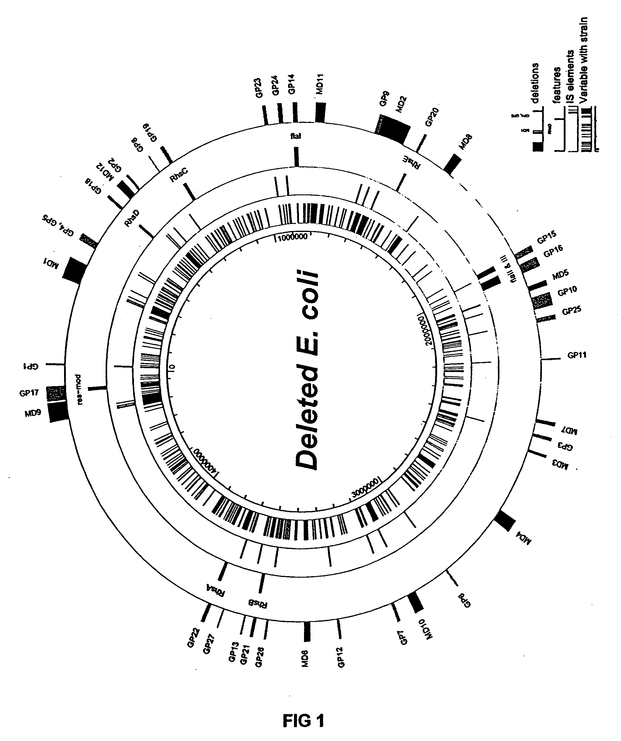 Bacteria with reduced genome