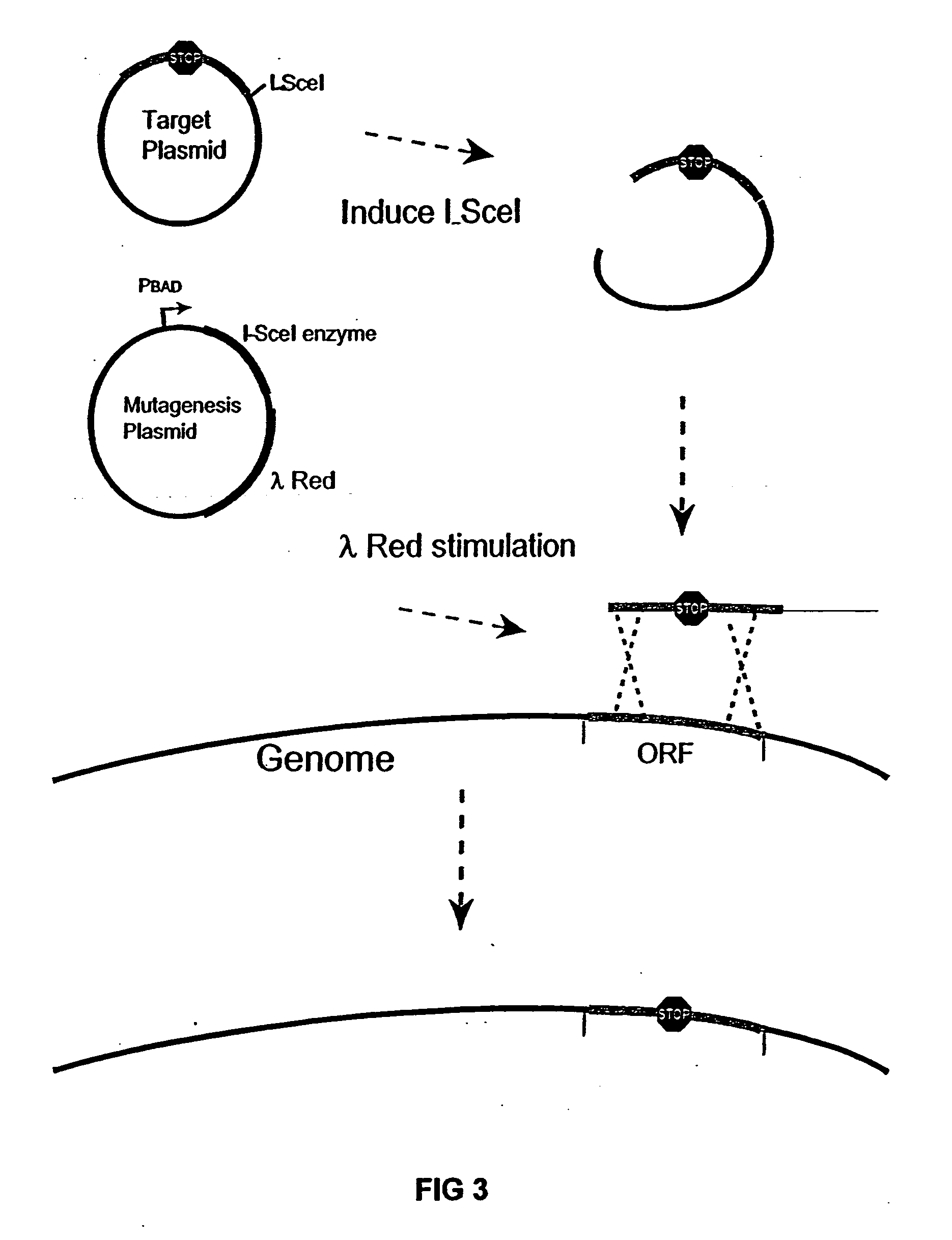 Bacteria with reduced genome