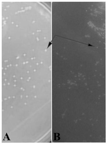 Application of Pseudomonas ias03