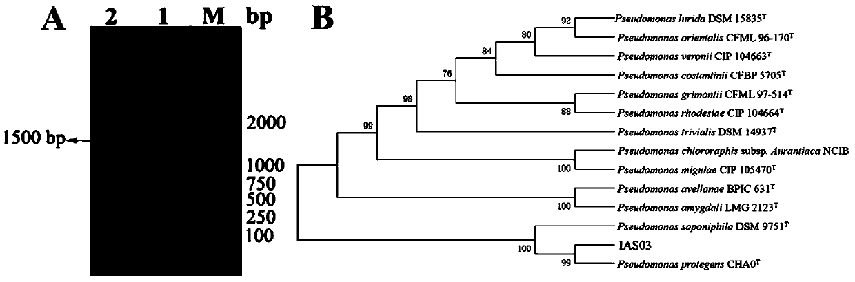 Application of Pseudomonas ias03