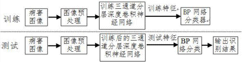 Winter jujube disease identification method based on deep convolutional neural network and disease image