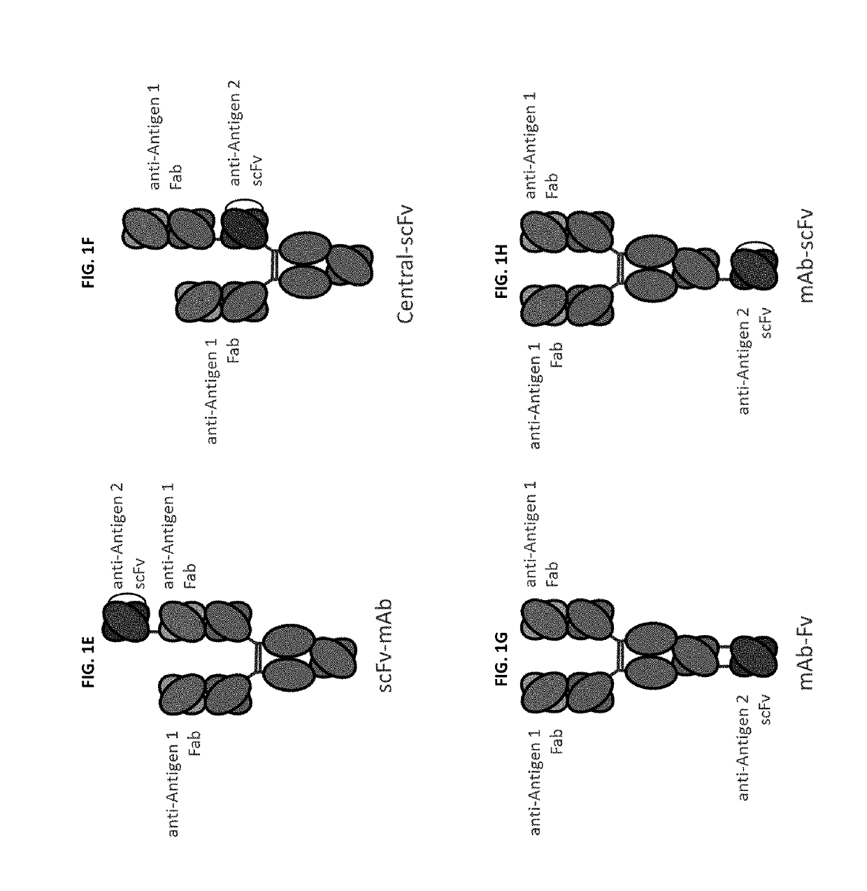 Bispecific and monospecific antibodies using novel Anti-pd-1 sequences