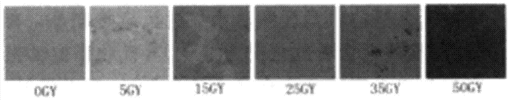 Novel irradiation indication film and preparation method thereof